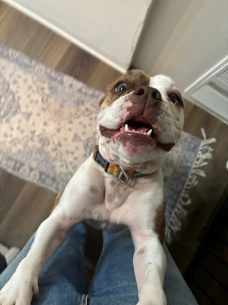 There is honestly nothing better than being greeted at the door by pets who act like you&rsquo;re the most important person in the world. We live for the &ldquo;OH MY GOD YOU&rsquo;RE HERE&rdquo; energy! 🚪

#nightofthelivingpets #welcometomycrib #pe