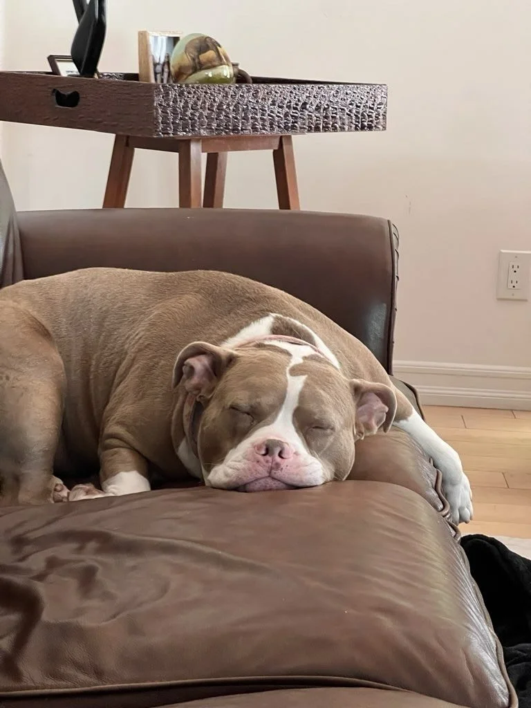 If being ridiculously cozy was a competitive sport, these pets would all be undefeated champions. Like damn, look at the precision. 🥇💤🌙

#nightofthelivingpets #cozypets #cuddlecrew