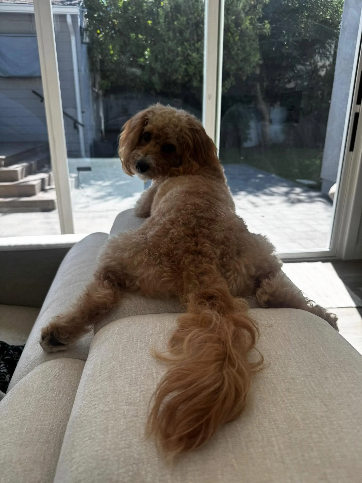 10/10 form across the board. They didn&rsquo;t choose the s p l o o t life, the s p l o o t life chose them. 👏🏼

#nightofthelivingpets #sploot #professionalsplooters