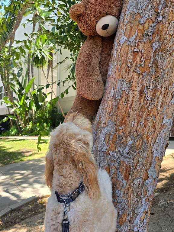 Every dog walk starts with:

&ldquo;Let&rsquo;s get some exercise.&rdquo;

And ends with:

&ldquo;Wait, is that a bear in a tree and a horse in the street?&rdquo; 🧸🐴

#nightofthelivingpets #petcareservice #dogwalkingadventure