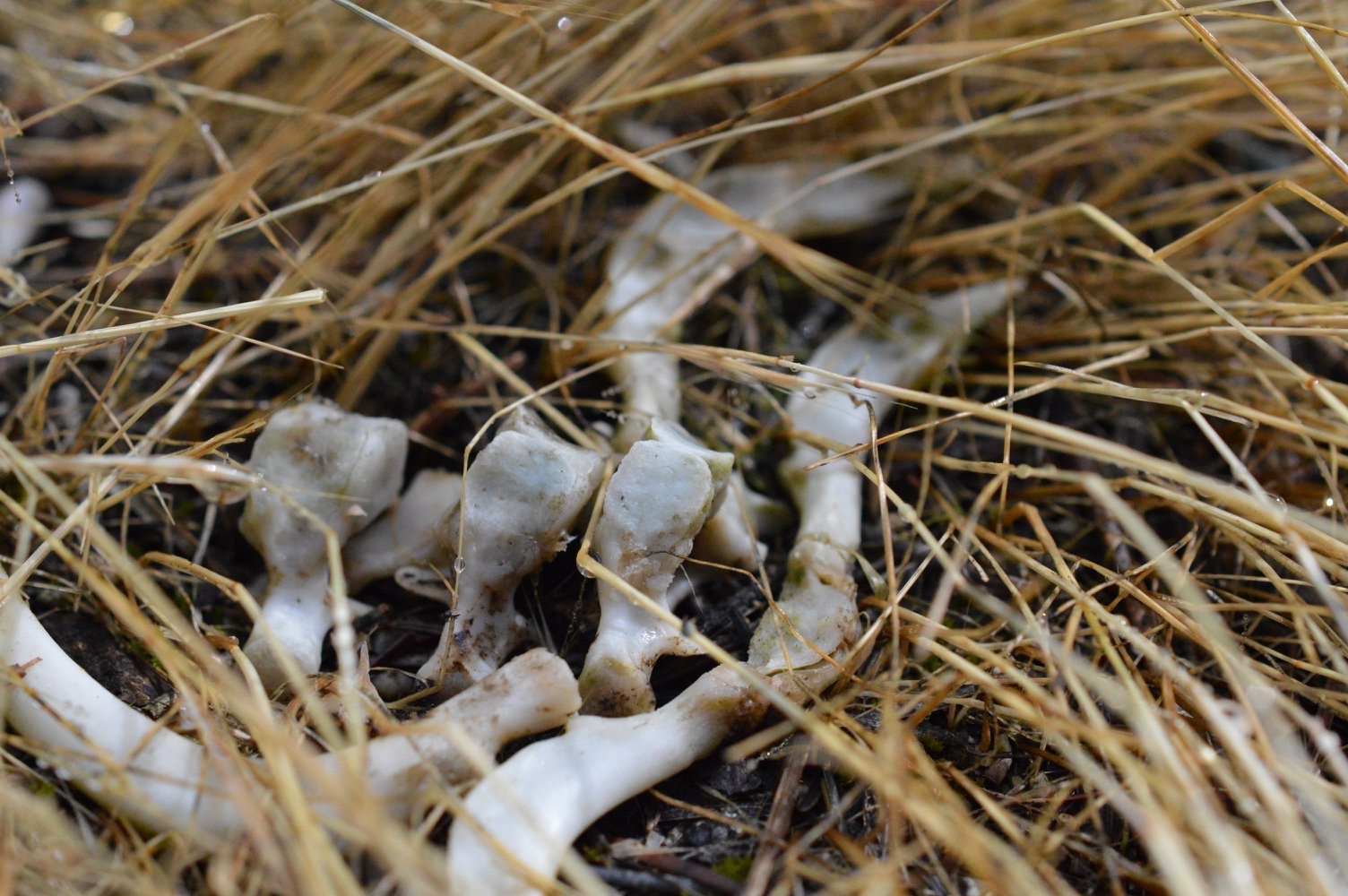 KelseyRogers_2_B is for Bones.JPG