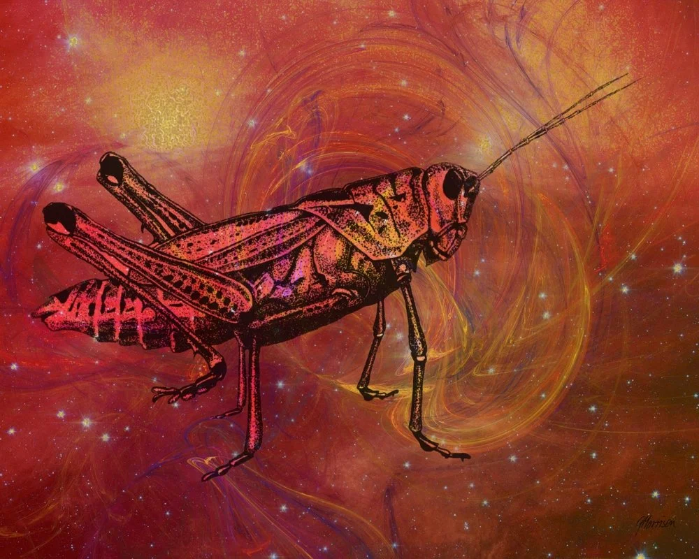 Short Horned Grasshopper