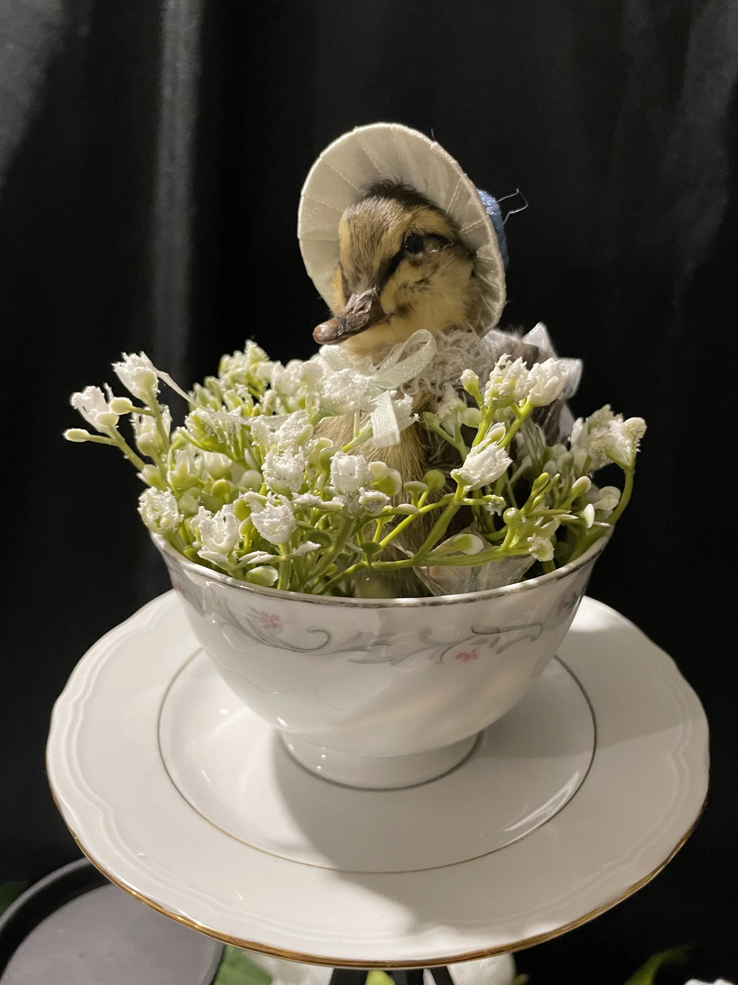 EchoEcho_9b_Little Miss Blue Bonnet Tea Cup Duckling.jpeg