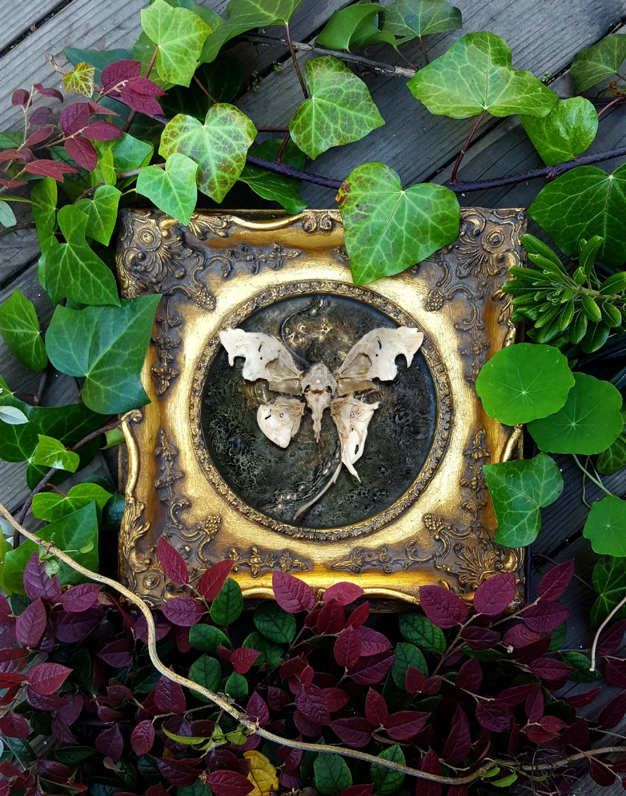 Papillio Phantasma 1