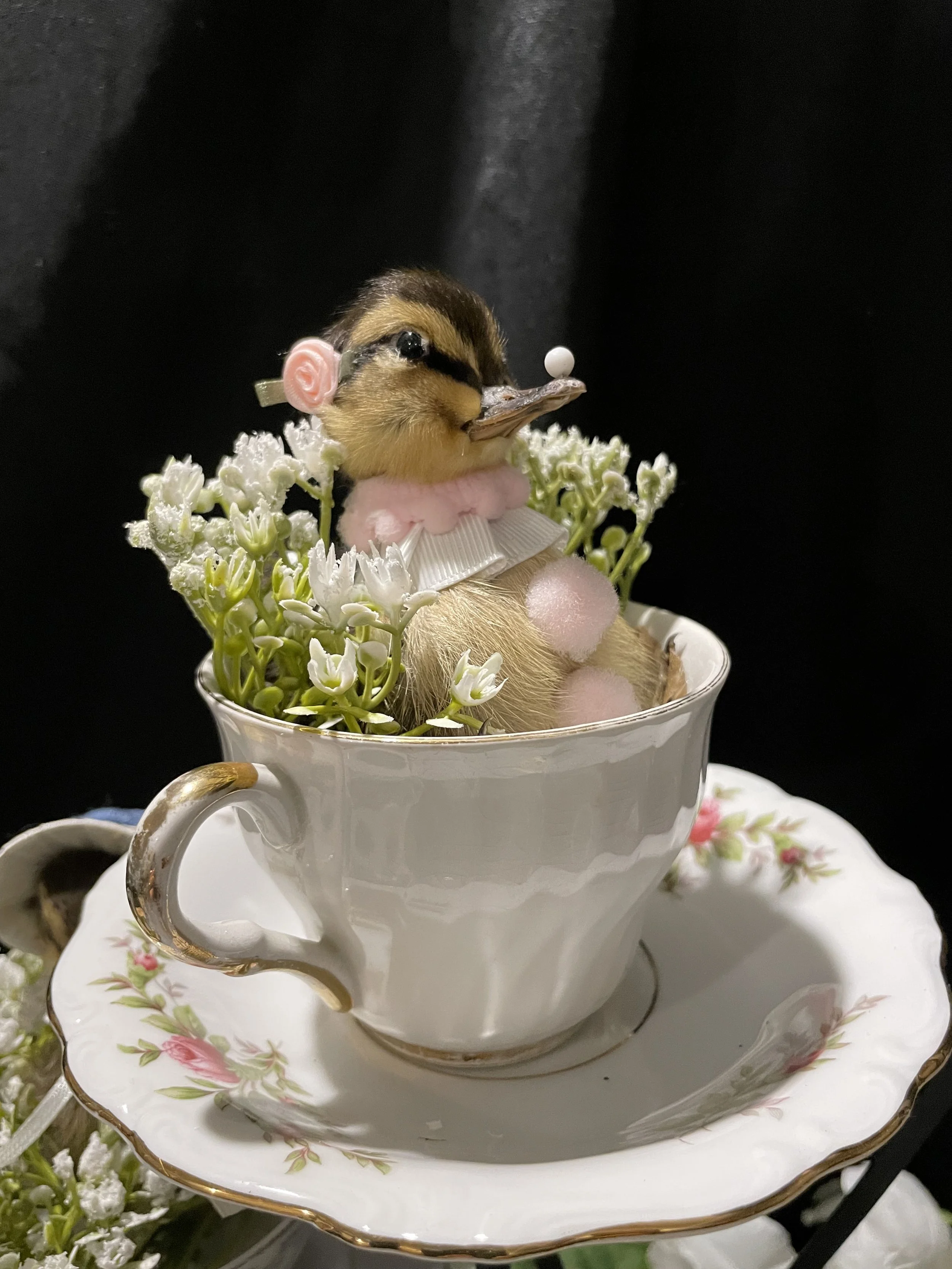 EchoEcho_7b_Pink Clown Tea Cup Duckling.jpeg