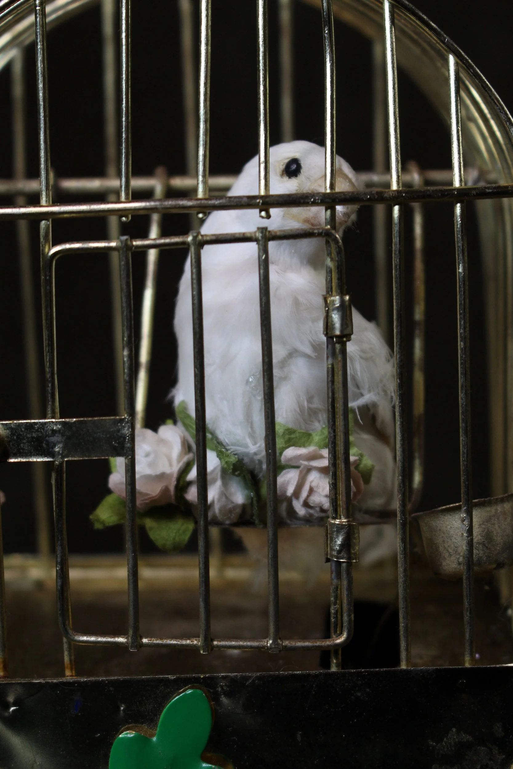 EchoEcho_3_Eternal Caged Songbird_2.jpeg