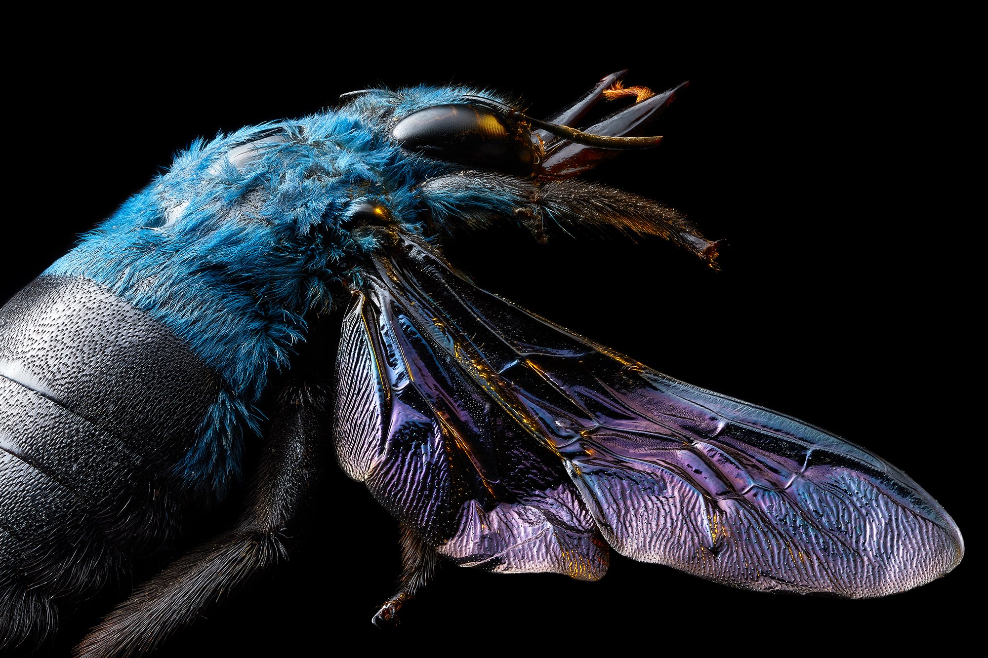 Blue Carpenter Bee