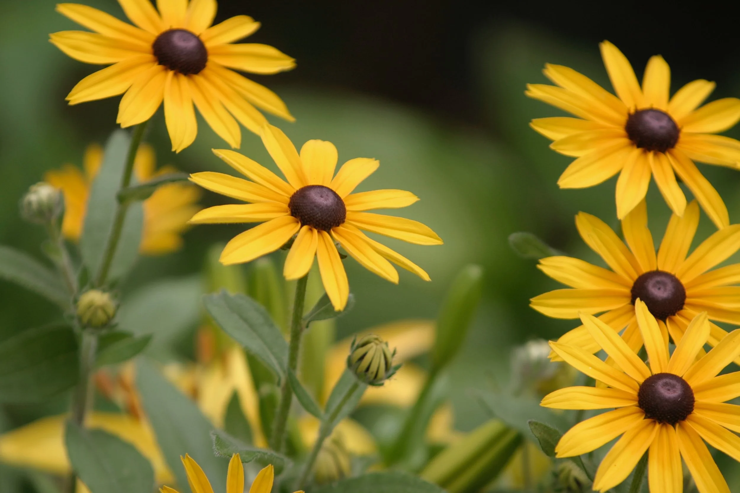 Resources to Identify Native Plants and Animals