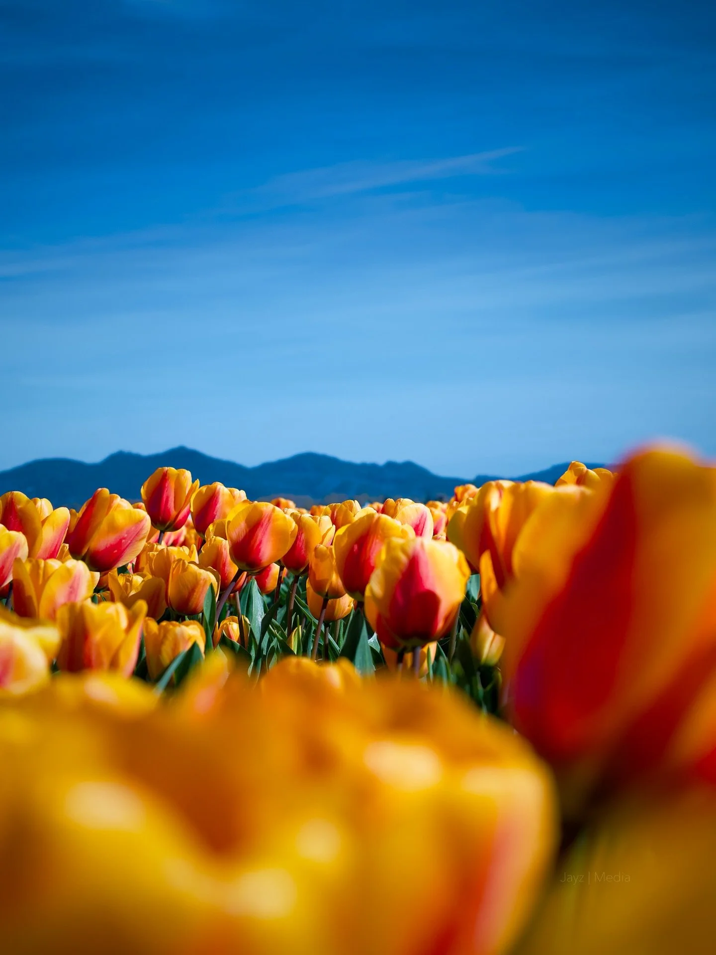 Some of my favorite shots taken @ Roozengaarde Tulip Festival

#tulips🌷 #roozengardetulipfestival #sonyalpha #explorewa