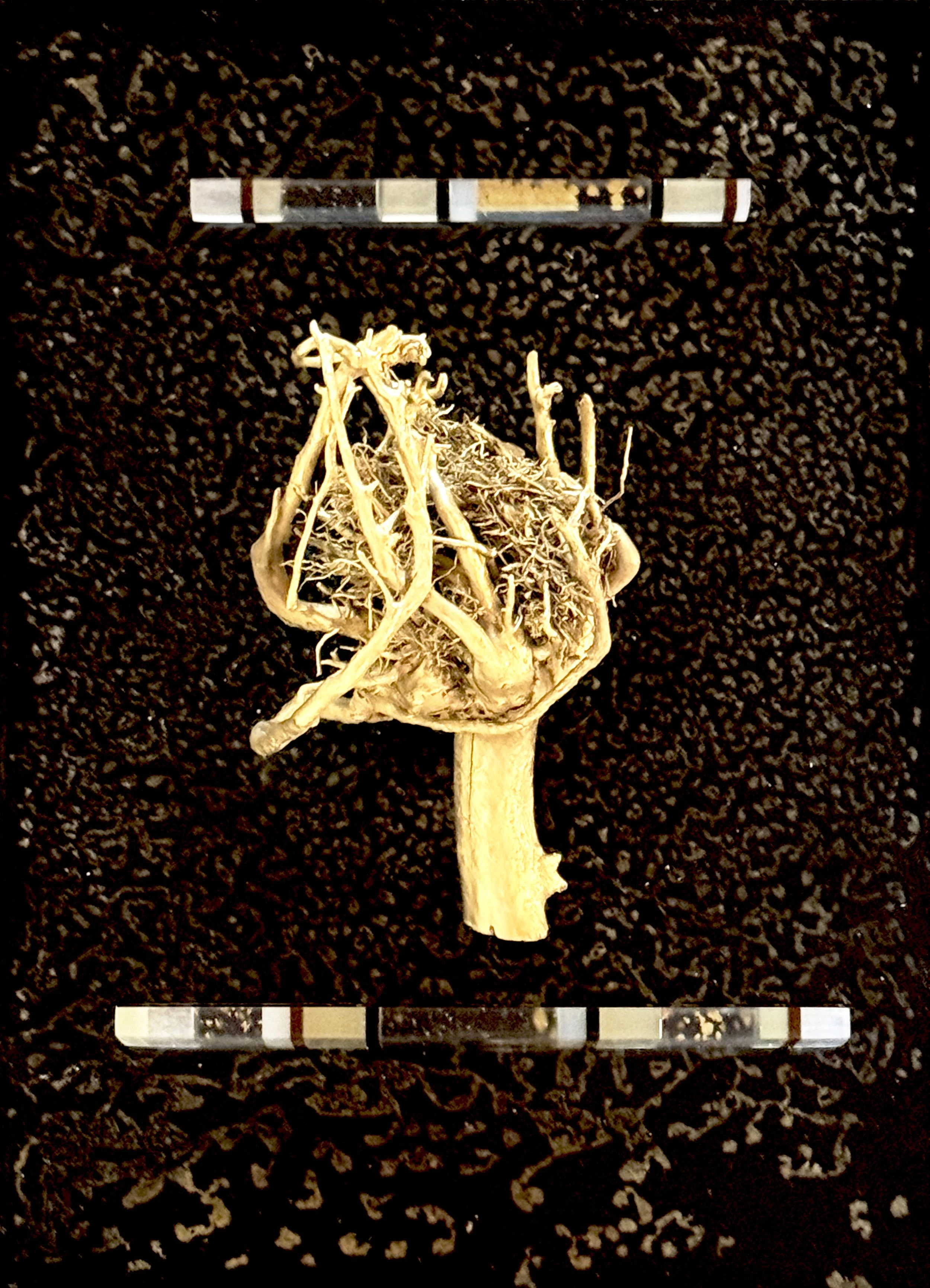 Caught In Between, 2025, cast resins, metallic powder, gold leaf, gilded root ball
8"x12"x4"