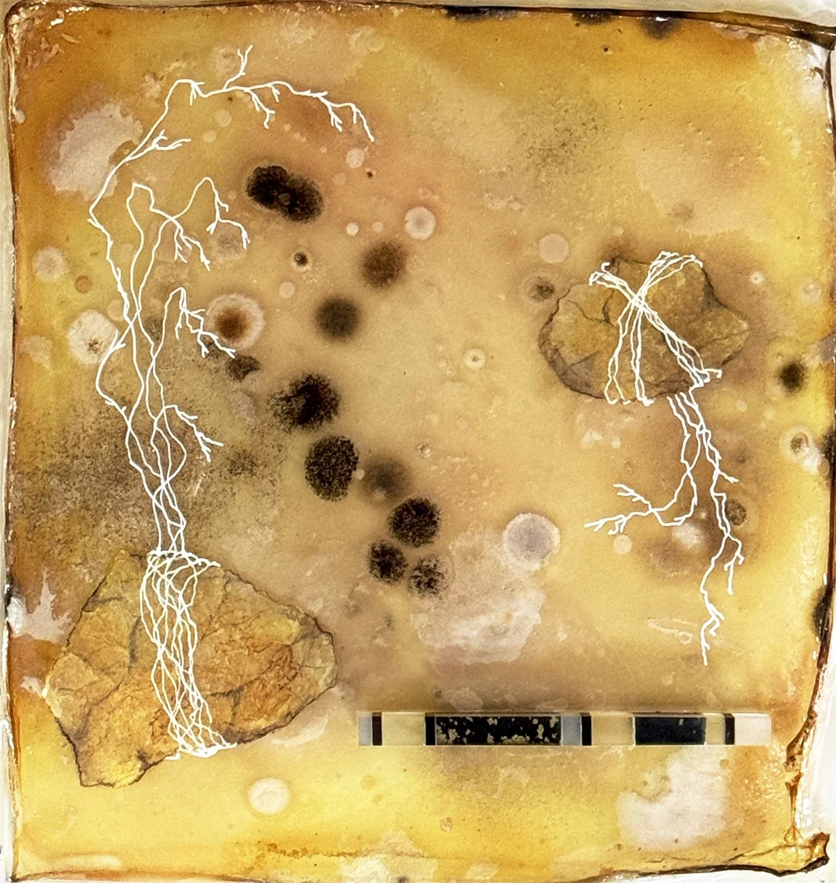 Tethered Leap, 2025 agar culture, resins, waxed paper, translucent inks, ink drawing
10"x10"x1.5"