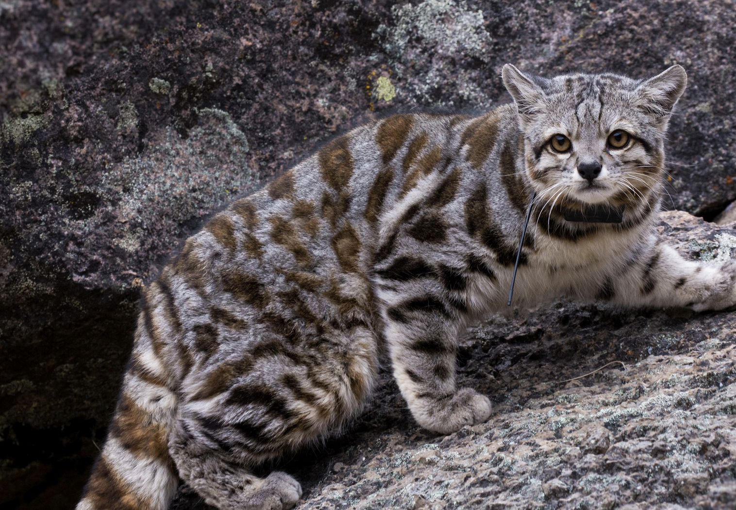 AUGUST - Andean Mountain Cat