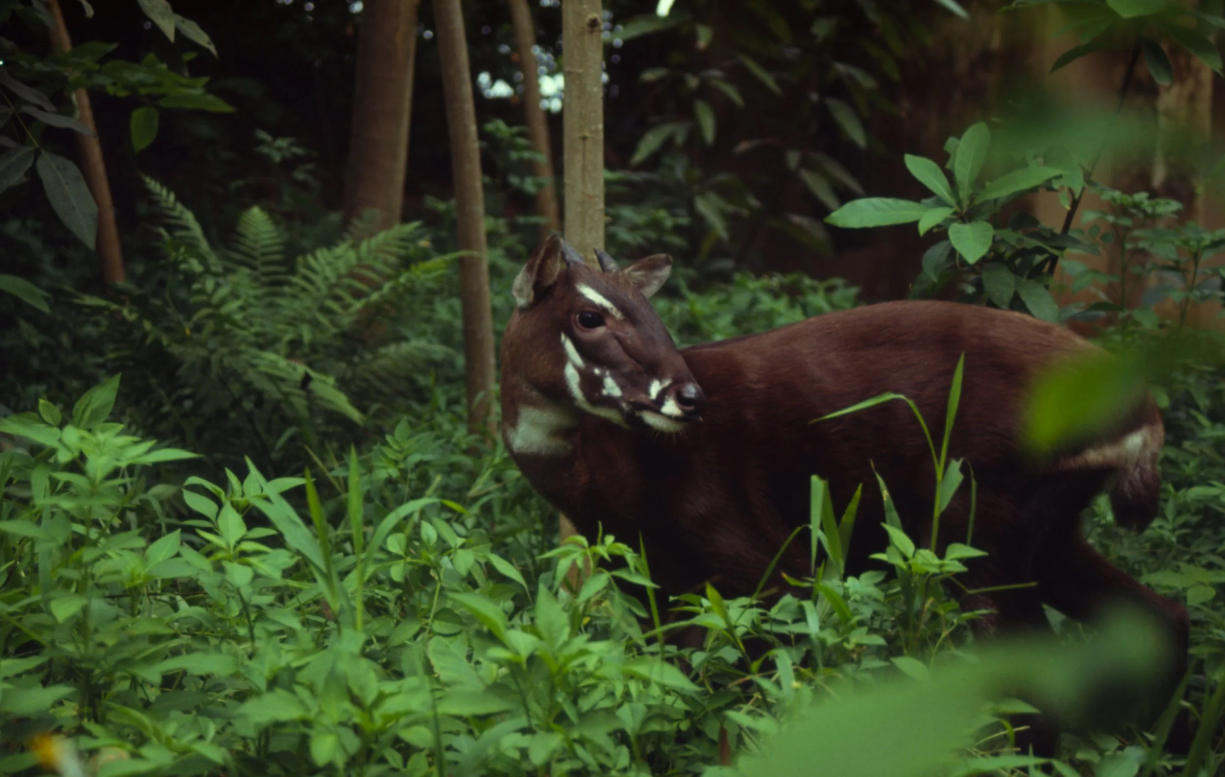 SEPTEMBER - Saola