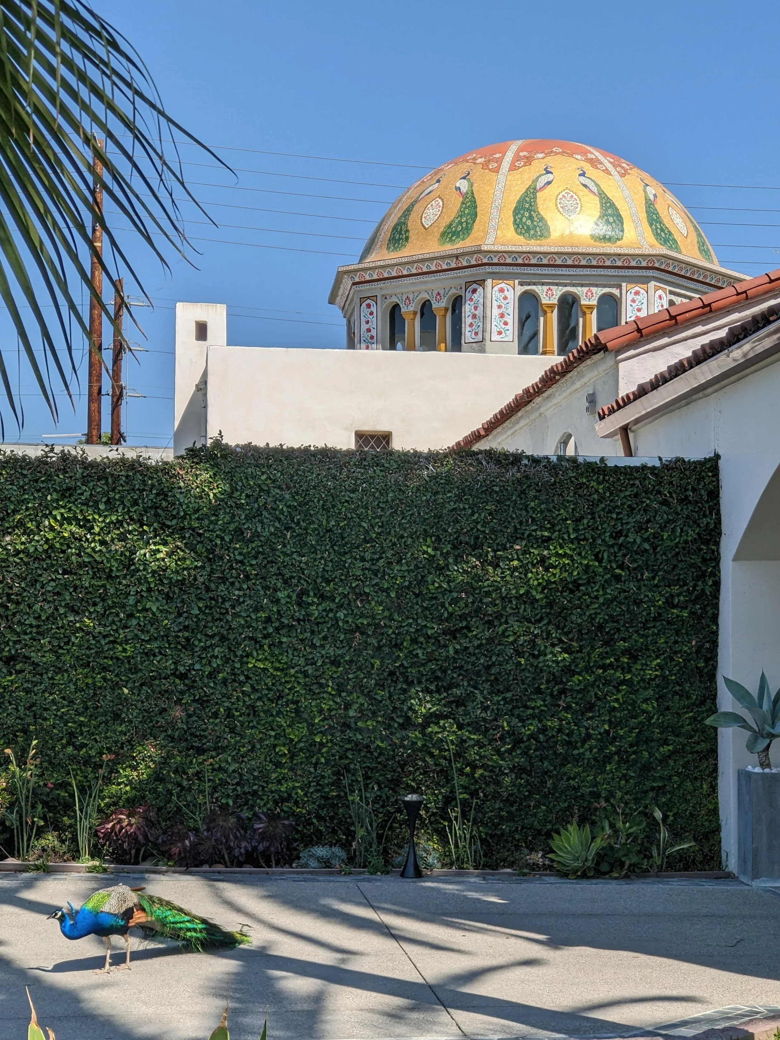 The Columbarium at Hollywood Forever today, March 9, 2026. See the beautiful peacock on the left. 