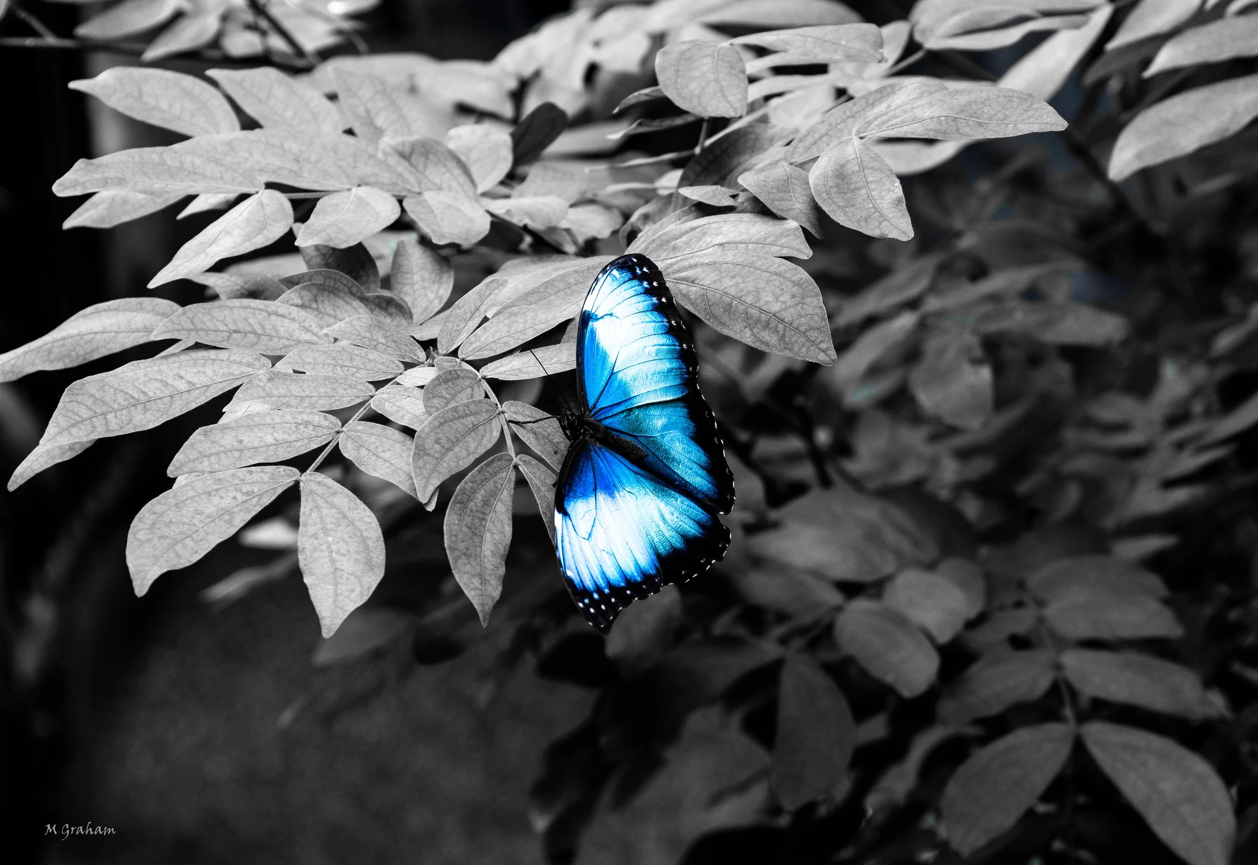 ButterflyBlueWebWM-1.jpg