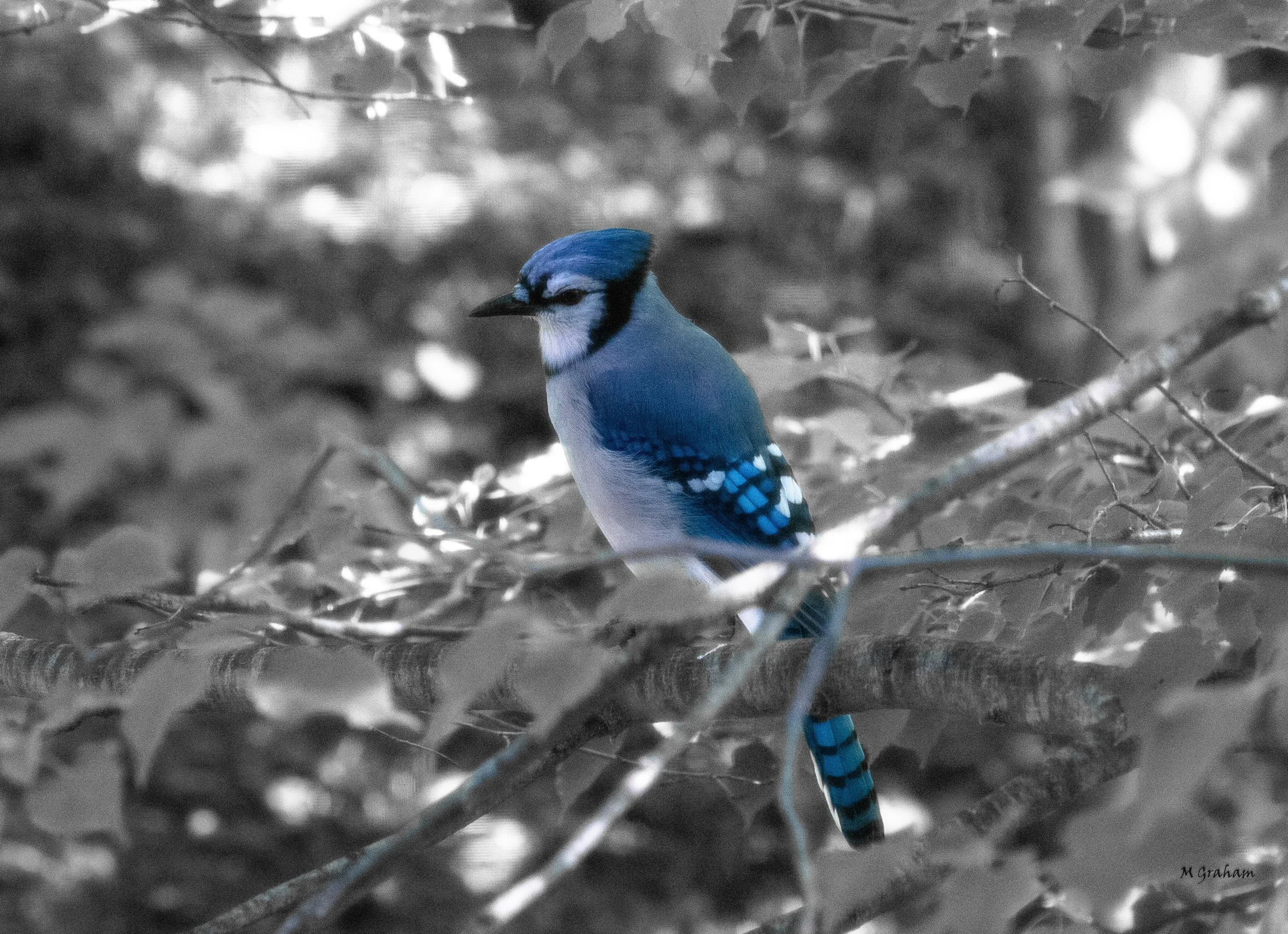 BlueJayBnWWebWM-1.jpg