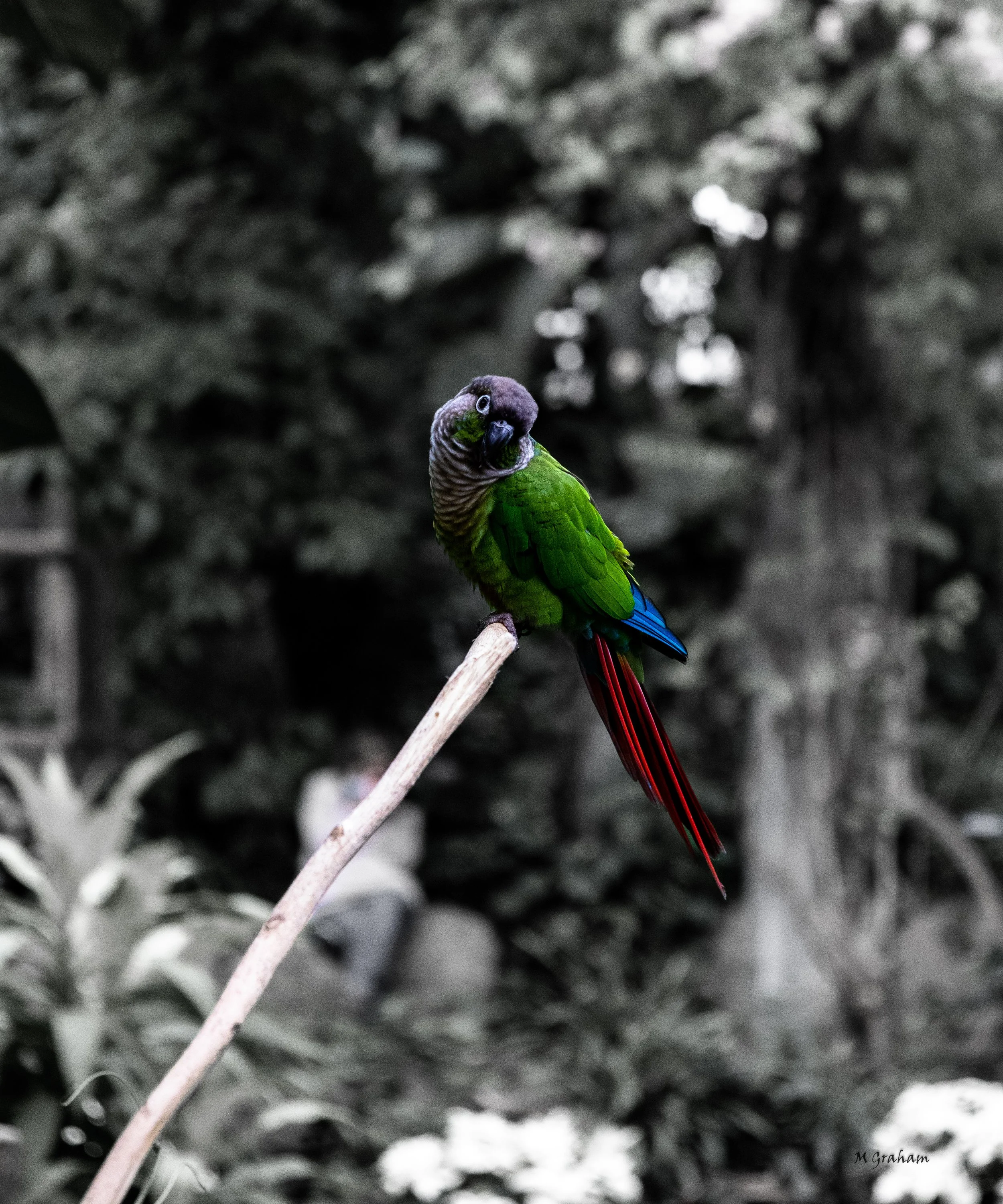 GreenBirdBnWWebWM-1.jpg