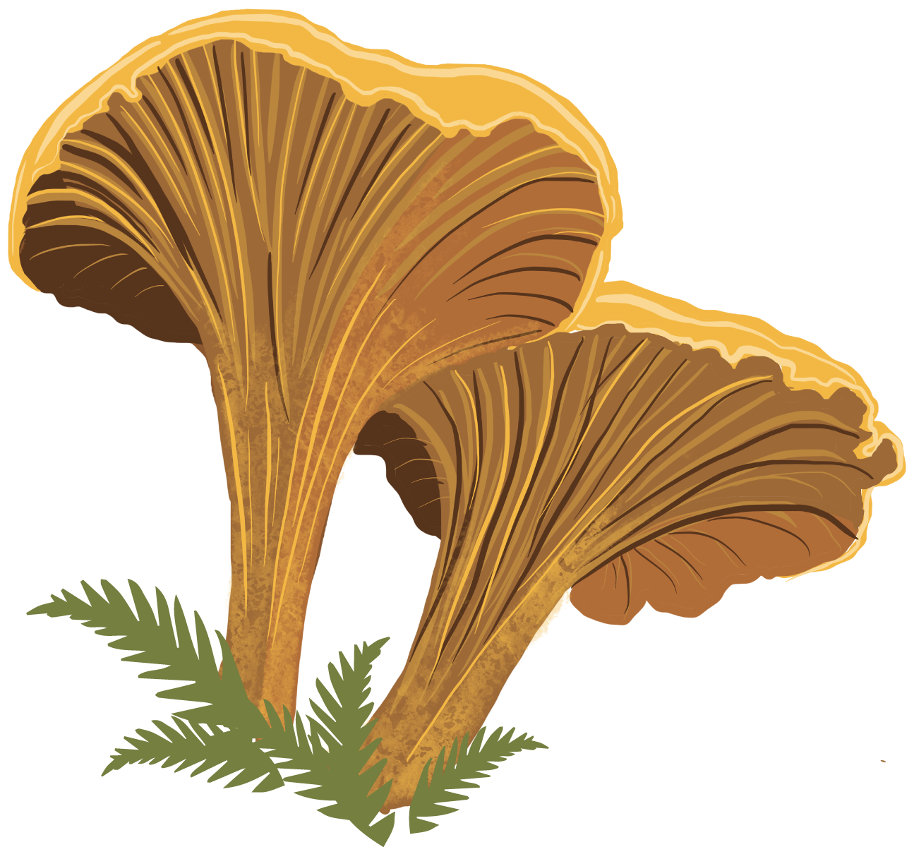 Feast in Freedom Chanterelle Illustration Michelle Miller