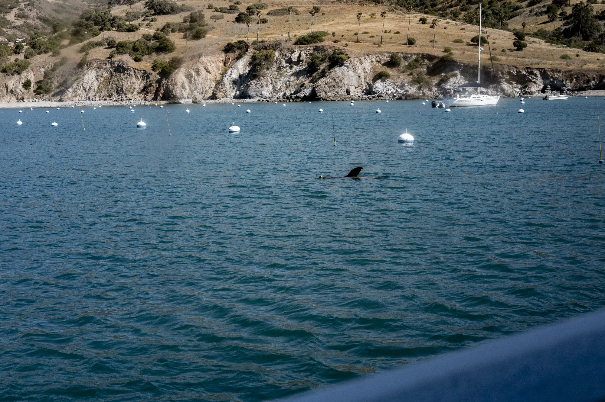 Need a Quicky Vacation?Why not Catalina Island?