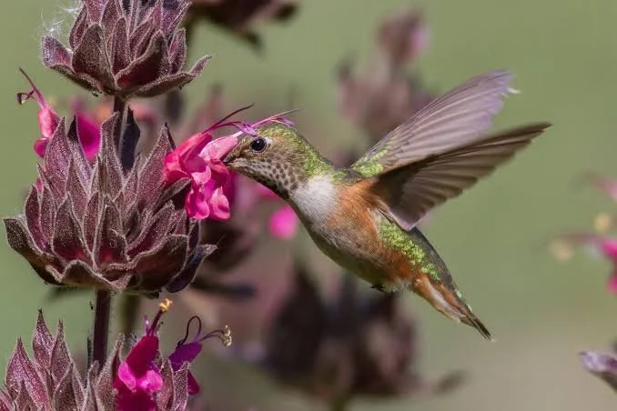 Help Us Plant a Native Pollinator Corridor on 11th Street