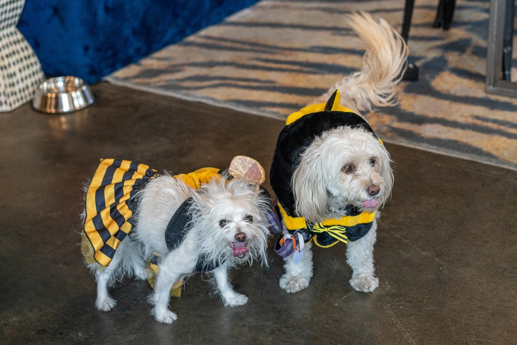 HowlOWeen-02.jpg