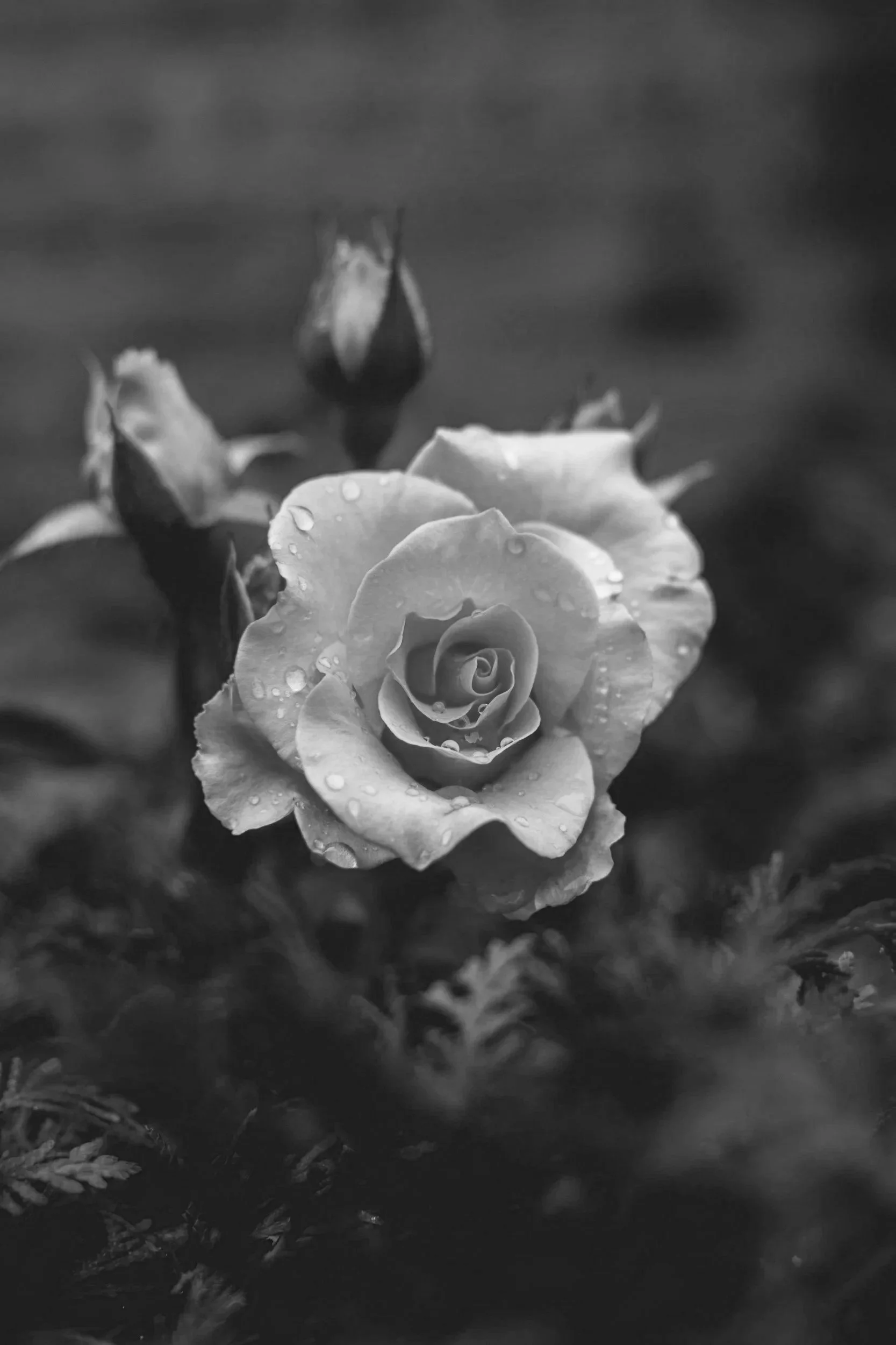 Herb Spotlight:                      Rose (Mei Gui Hua)