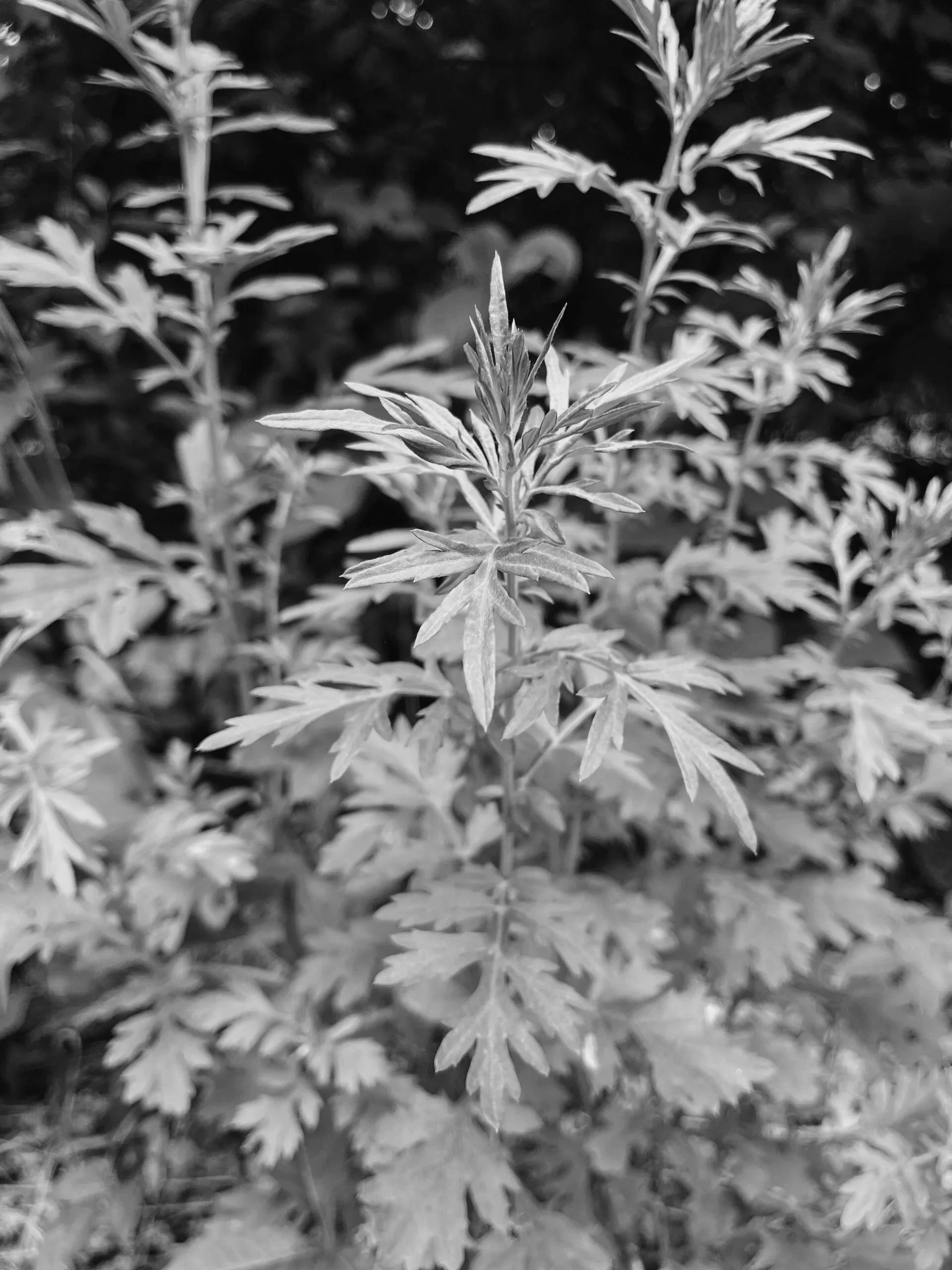 Herb Spotlight: Mugwort  (Ai Ye) — The Ancient Herb Behind Moxibustion &amp; Women's Wellness 
