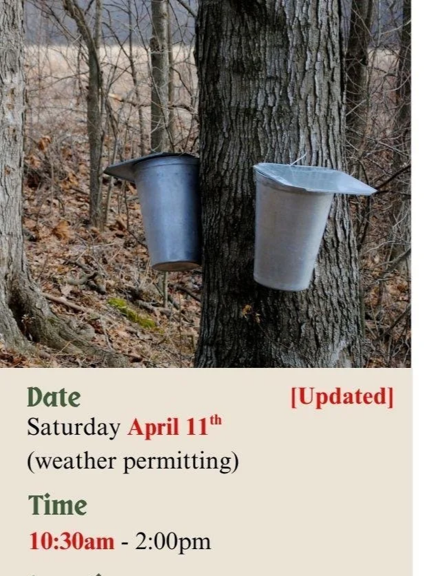 Kitchener CLM "Backyard Maple"