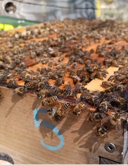 New Braunfels CLM Beekeeping & Rainwater