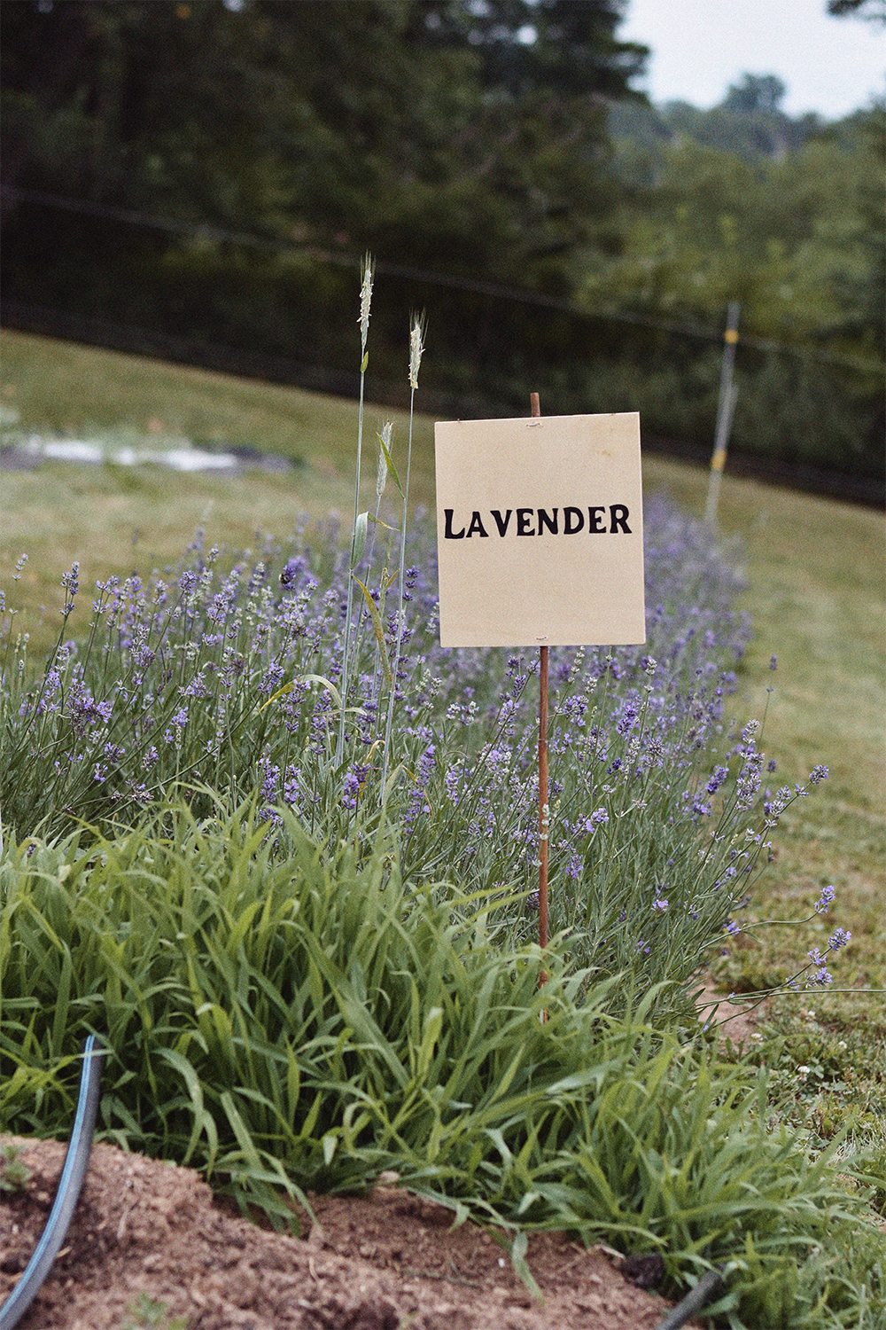 lavendar1.png