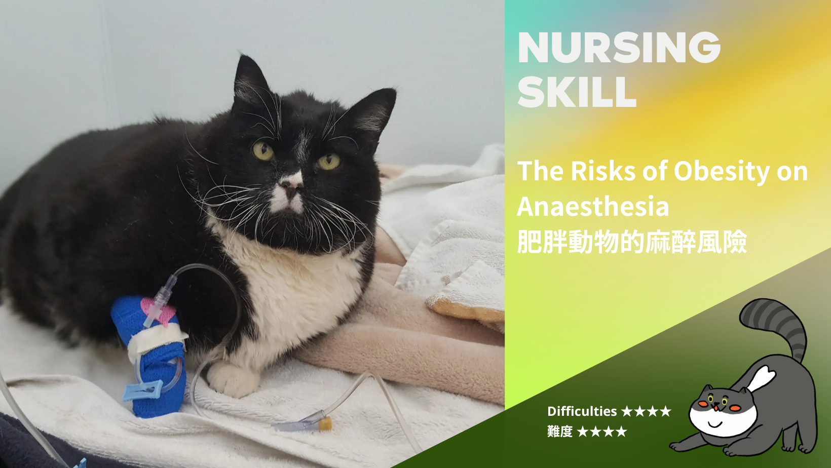 肥胖動物的麻醉風險&nbsp; The Risks of Obesity on Anaesthesia (難度: ★★★★)