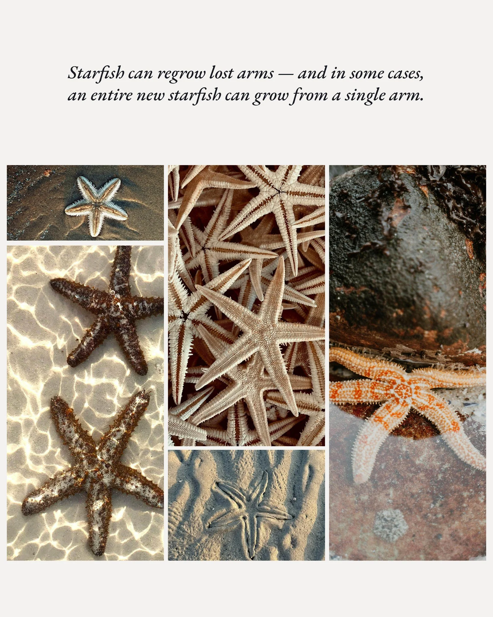 Starfish are true survivors of the sea.

If they lose an arm, they can regrow it &mdash; and in some cases, an entirely new starfish can grow from just a single arm. A quiet reminder of the resilience and renewal that thrives beneath the waves.

#mon