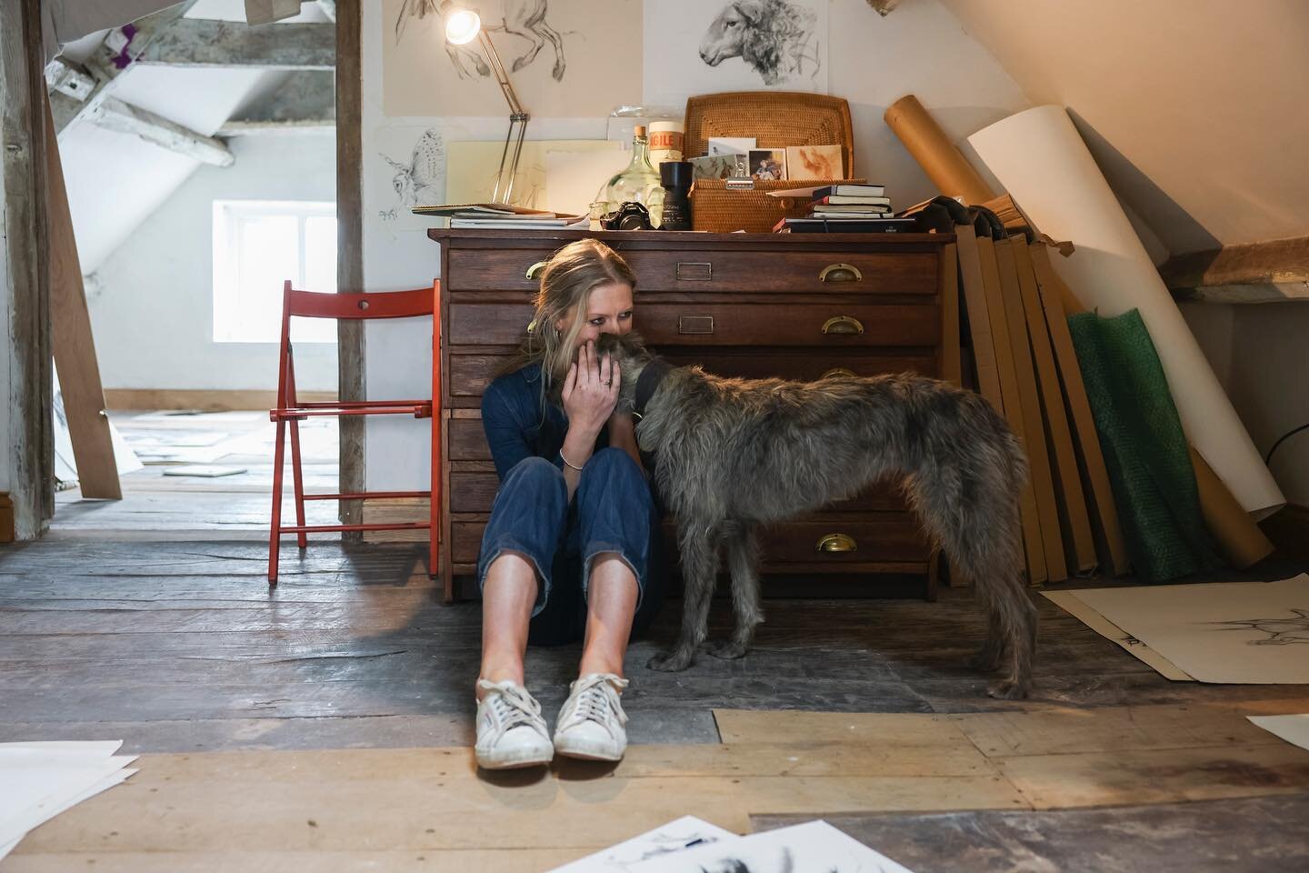 Fig stealing the show, recent studio shots for my new website by the wonderful @lids_harper @sophie_jackson_studios more details soon.... #studiodog #artistsinwales #photography #contemporarydrawing #lurcher #hayonwye #wales #wildlifeartist