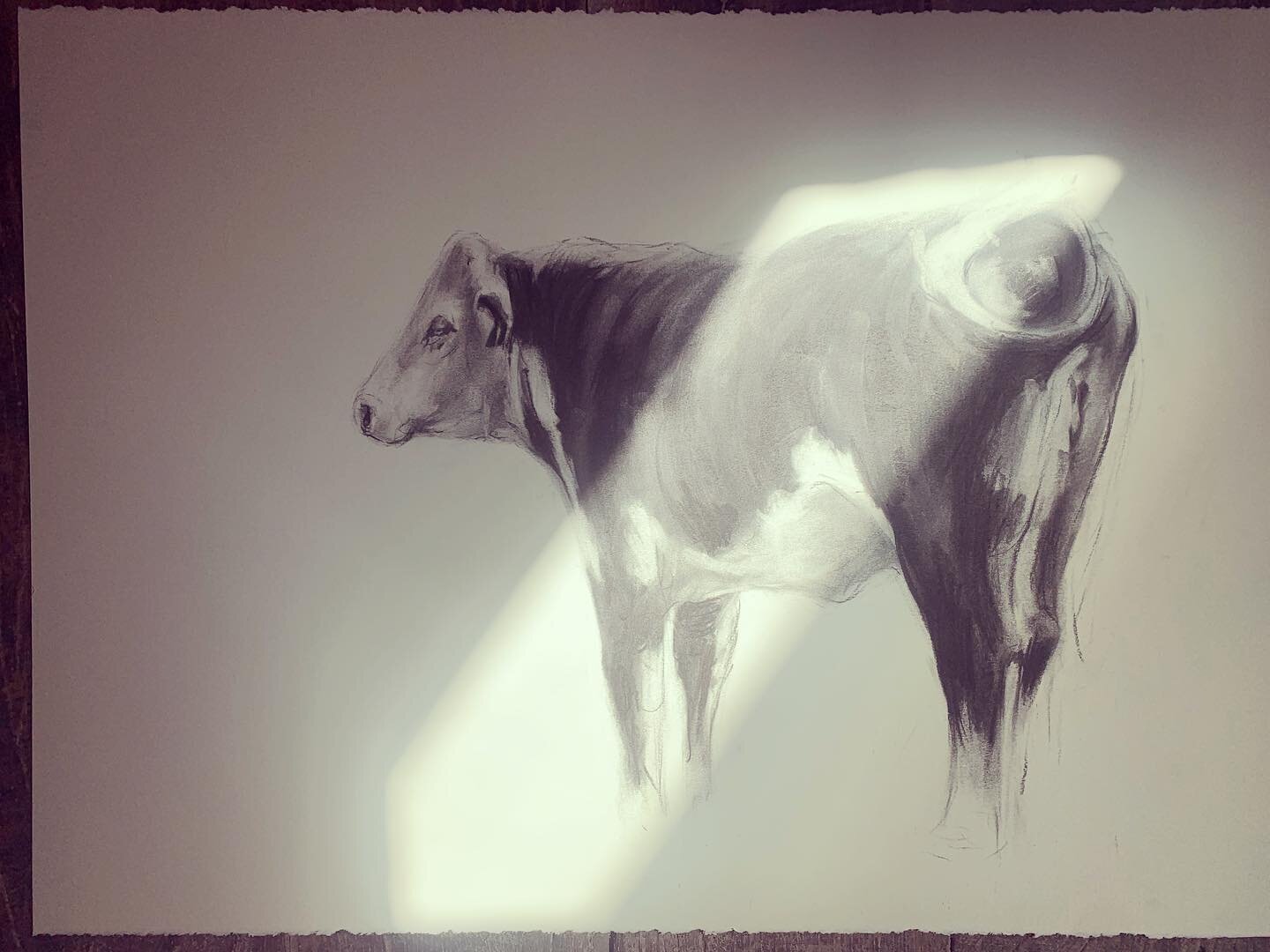 Sunny studio #herefordcattle #worksonpaper #herefordheifer #contemporarydrawing #wales #hayonwye #charcoaldrawing