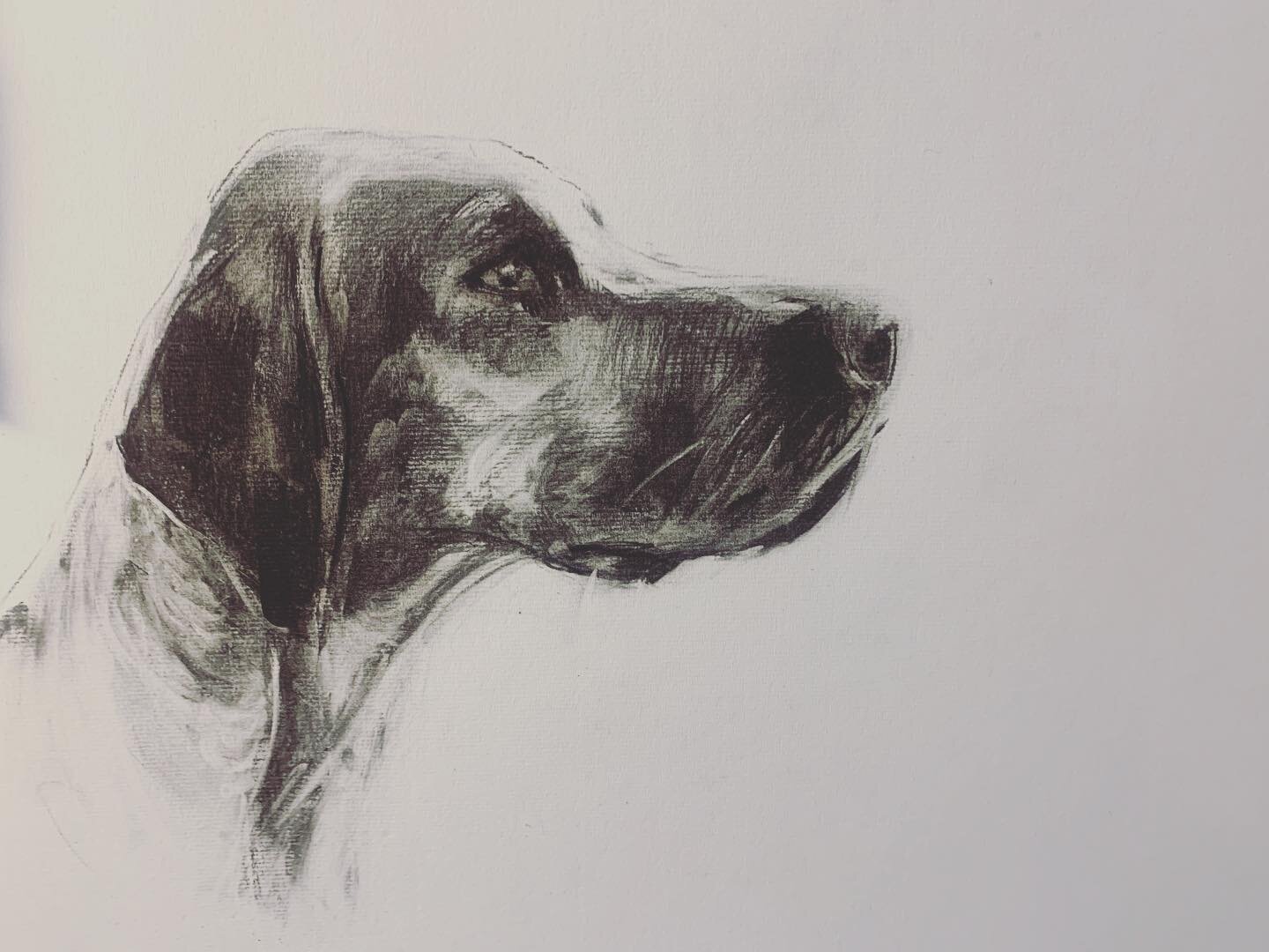 Work in progress this evening, Hound study, charcoal on paper #charcoaldrawing #foxhound #wales #nitramcharcoal #canine #sketchbook #artistsoninstagram #hound