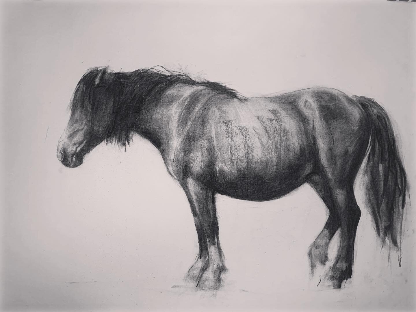 Dozing mountain pony, charcoal on paper #blackmountains #wales #wild #haybluff #charcoaldrawing #contemporarydrawing #equine #pony