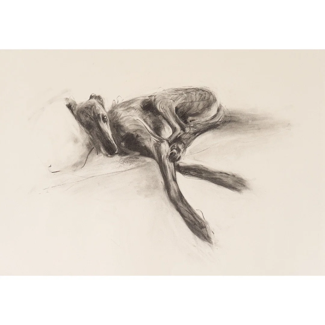 Lurcher Study II, Charcoal on paper, 2025
58 x 78cm.

With huge thanks to @georginaprestonphoto for the wonderful photo of my muse Slippy. 
.
.
.
.
.
.
.
.
.
.
.
.
#sleepy#dog#lurcher#dog#dogsofinstagram#gesture#composition#studio#charcoalonpaper#bla