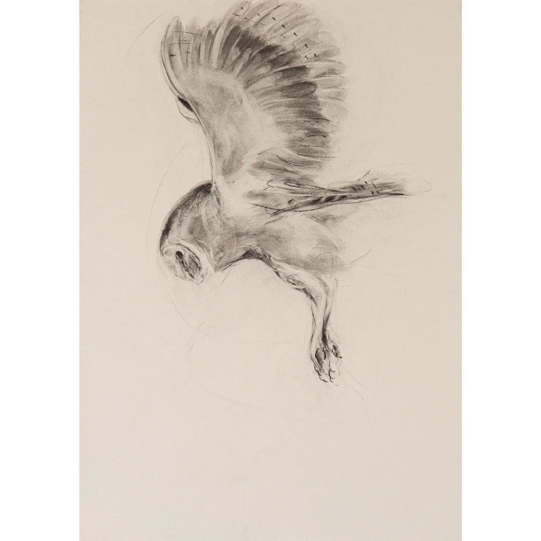 Barn Owl, Charcoal on paper, 2025
78cm x 58cm
.
.
.
.
.
.
.
.
.
.
.
.
#wild#owl#contemporarydrawing #blackandwhite#markmaking #artist #sketch#studio#composition#charcoaldrawing