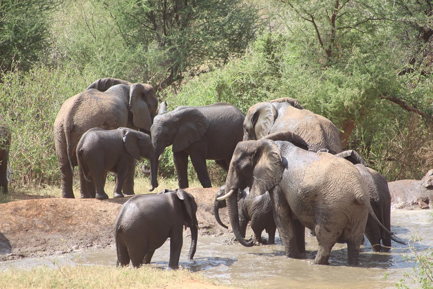 polly-james-artist-artist-residence-sarara-kenya-elephants-bathing.JPG