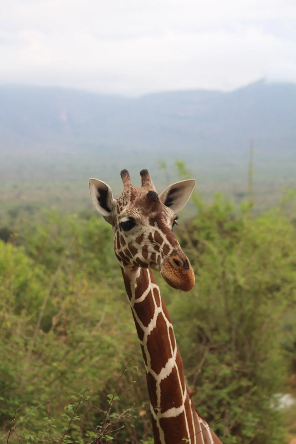 polly-james-artist-artist-residence-sarara-kenya-giraffe-head.JPG