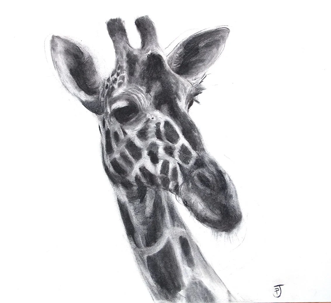 polly-james-artist-artist-residence-sarara-kenya-giraffe-portrait-charcoal-twigs.JPG