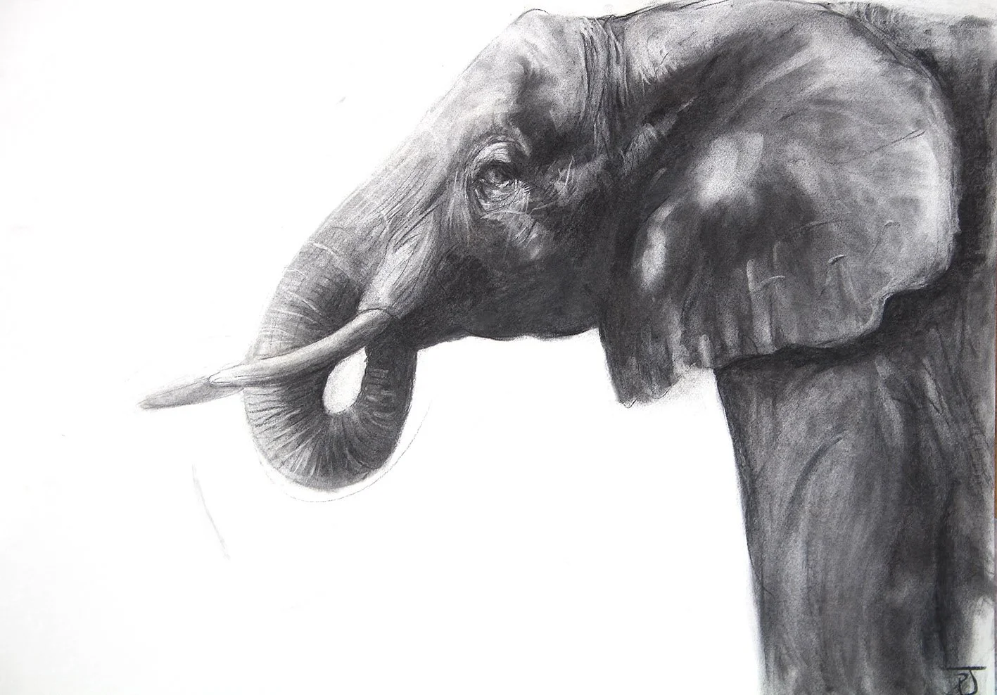 polly-james-artist-artist-residence-sarara-kenya-elephant-charcoal-portrait.JPG