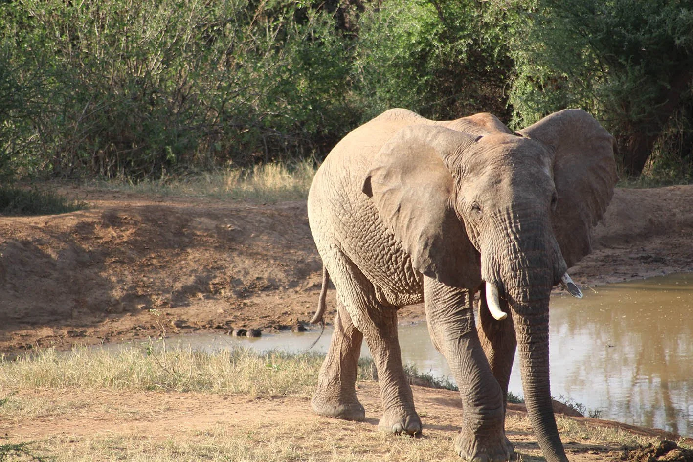 polly-james-artist-artist-residence-sarara-kenya-elephant.JPG