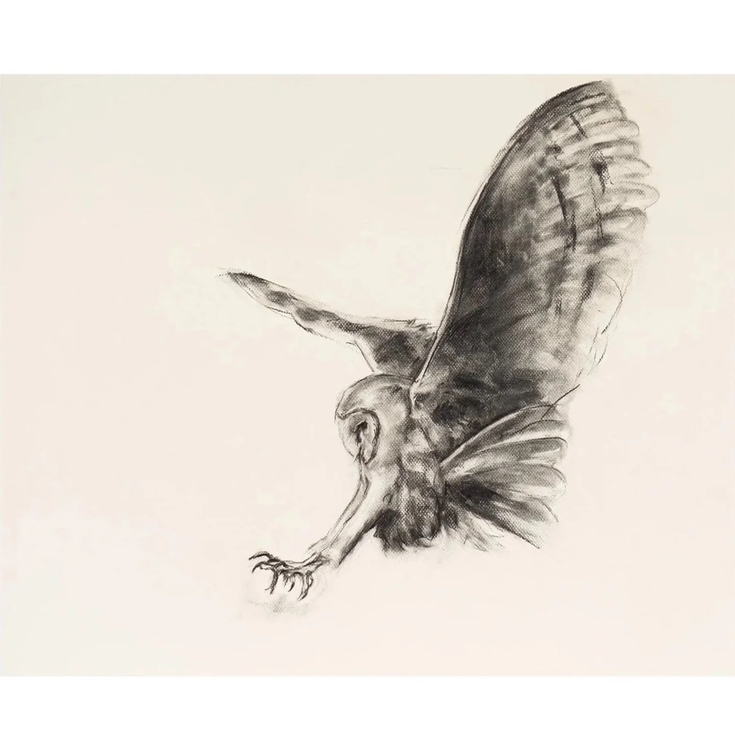 Flying Owl, Charcoal on paper, (69cm  x 79cm) - SOLD