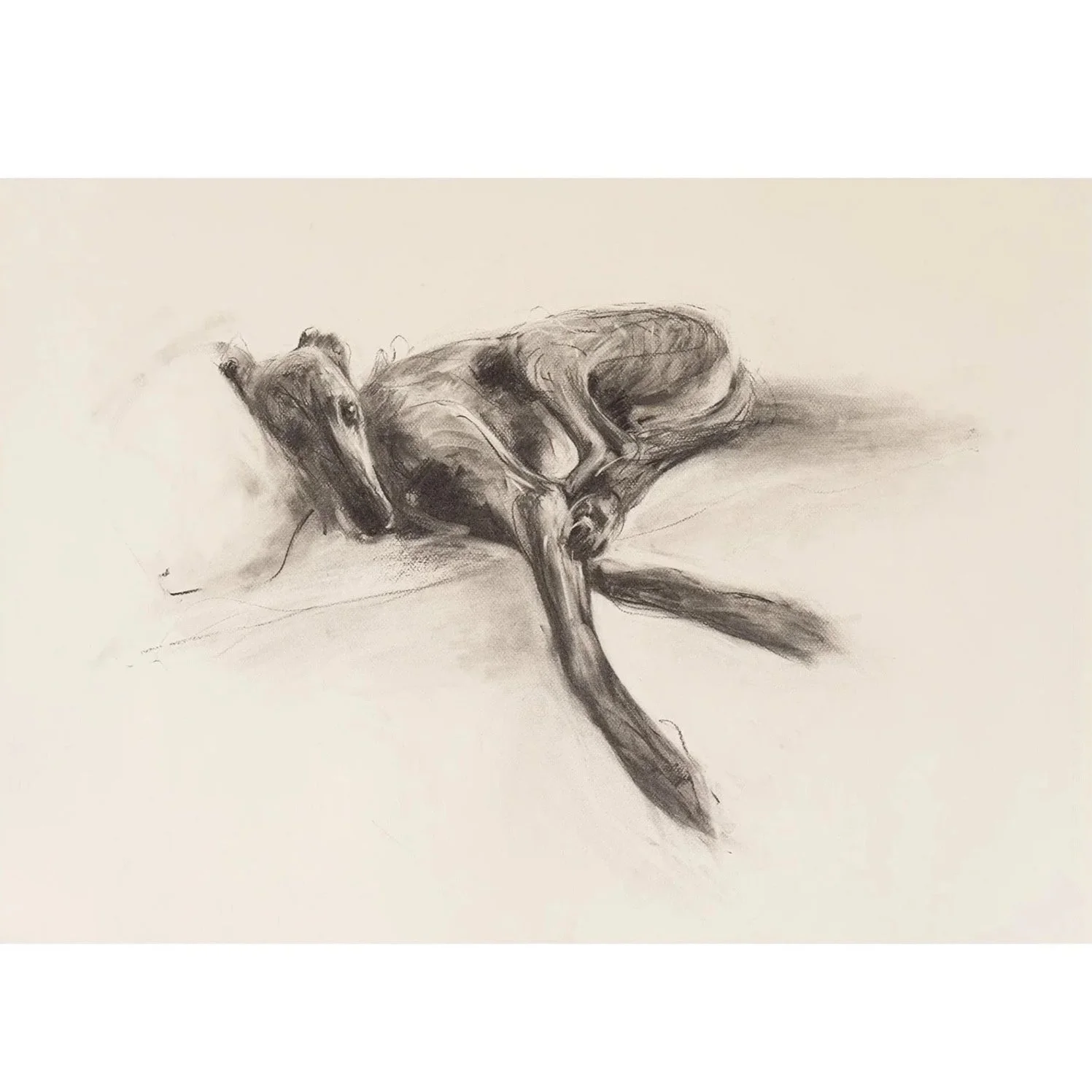 Lurcher Lying Study II, charcoal on paper, (58 x 78cm) SOLD