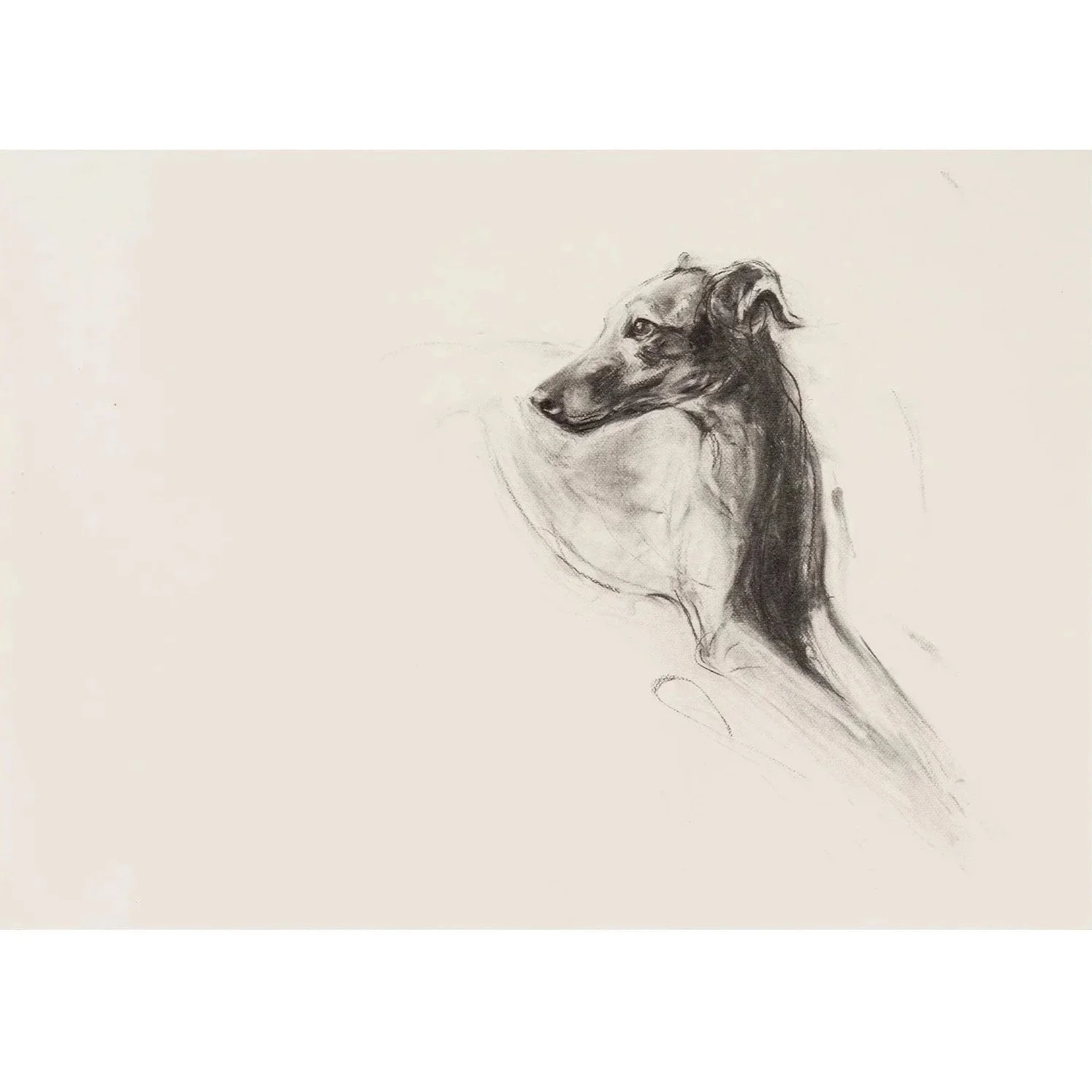 Lurcher Study I, Charcoal on paper,(58 x 78cm) - SOLD