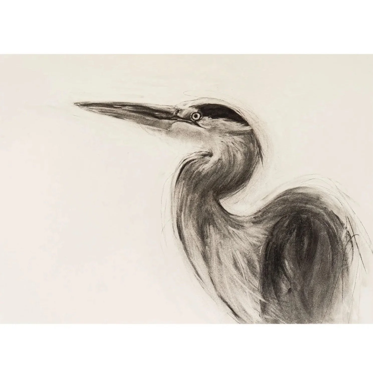 Heron, Charcoal on paper, (58cm x 78cm) - POA