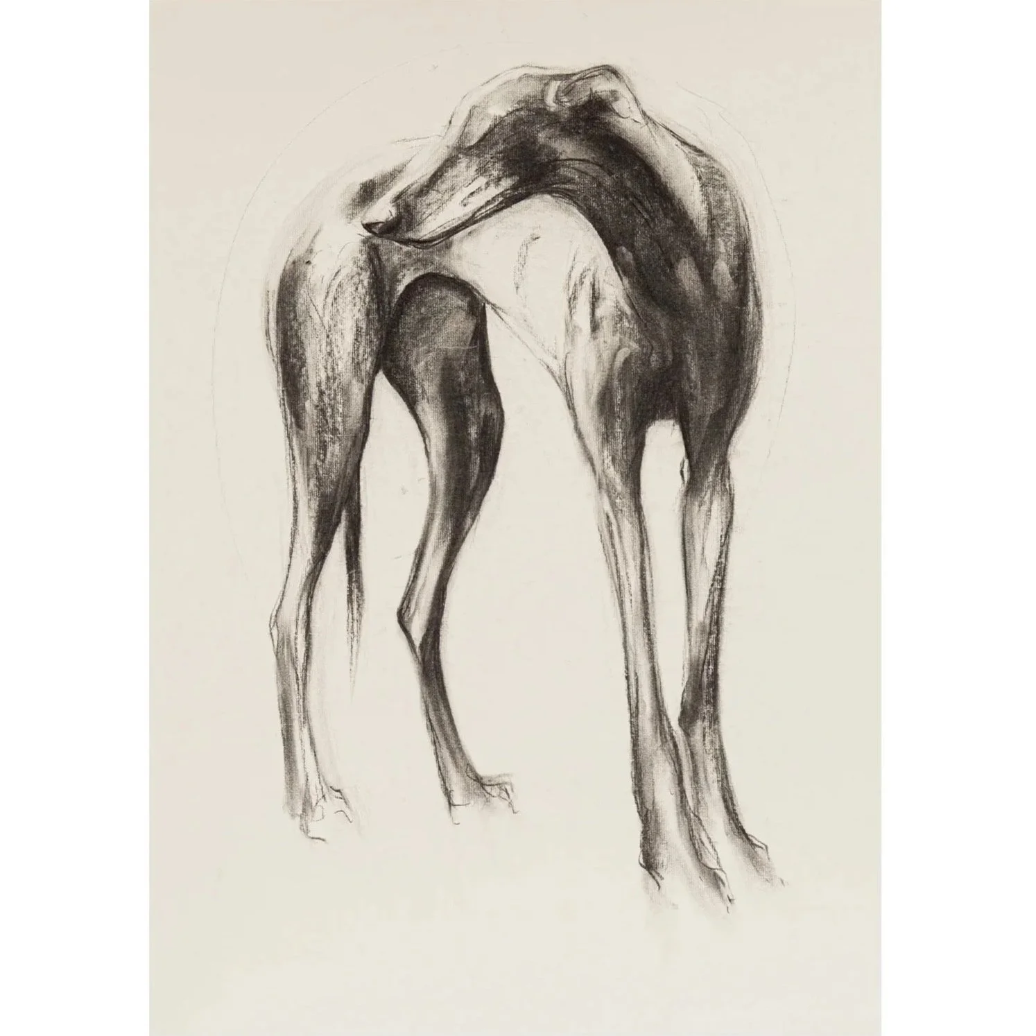 Greyhound III, Charcoal on paper, (58cm x 78cm) - SOLD