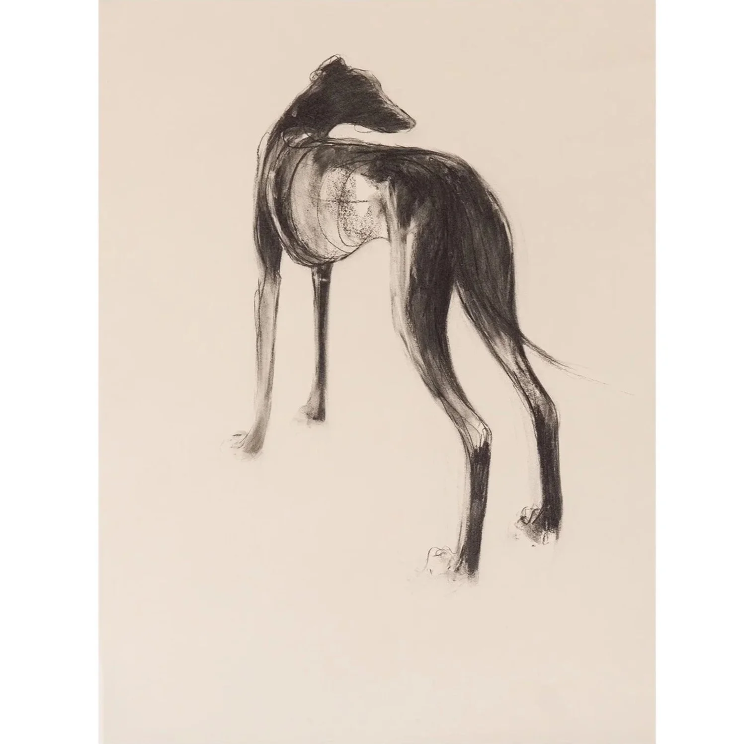 Lurcher Study III, charcoal on paper (78 x 58cm) SOLD 
