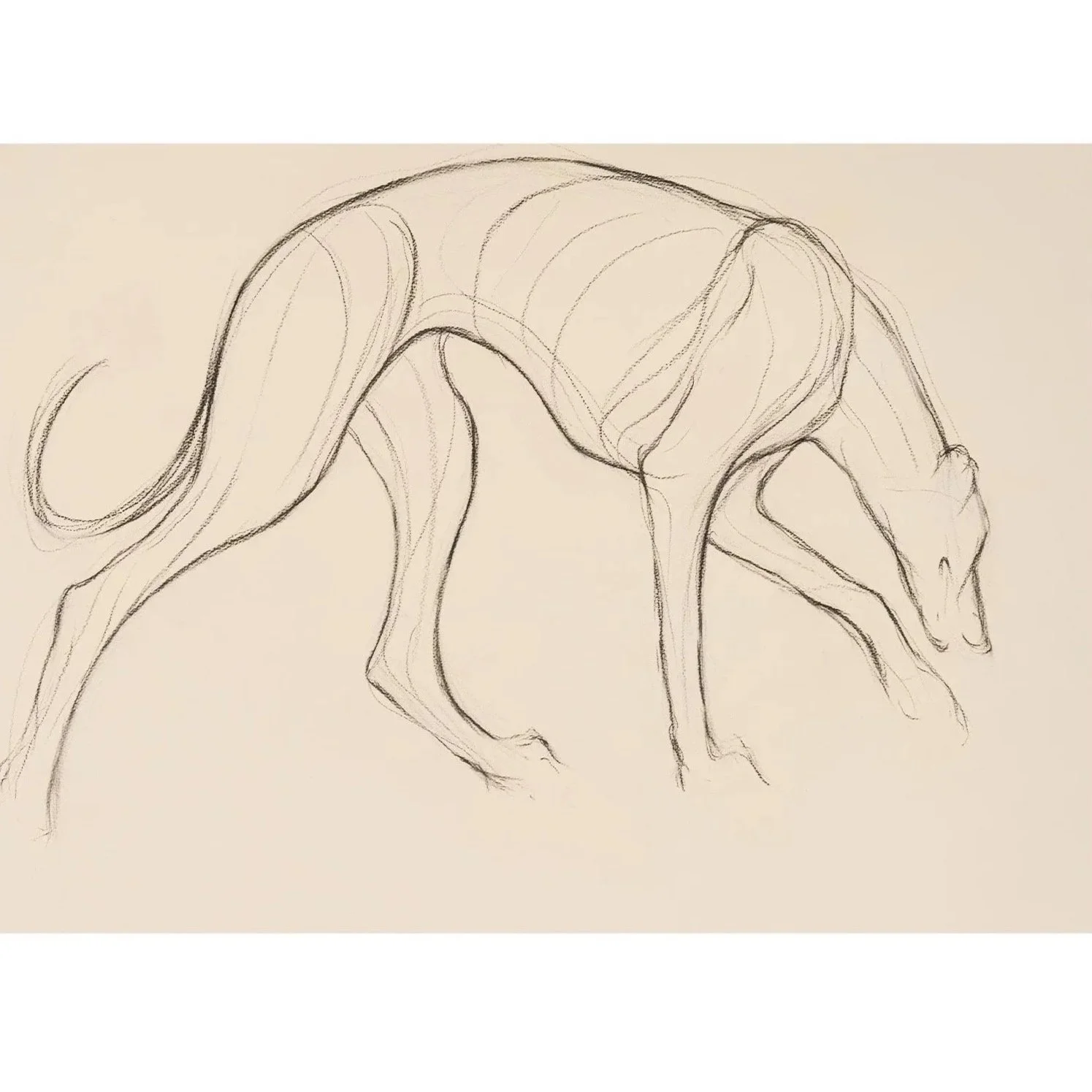 Greyhound I, Charcoal on paper, (74cm x 94cm) SOLD